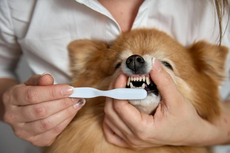 Imagem ilustrativa de Dentista para cachorro