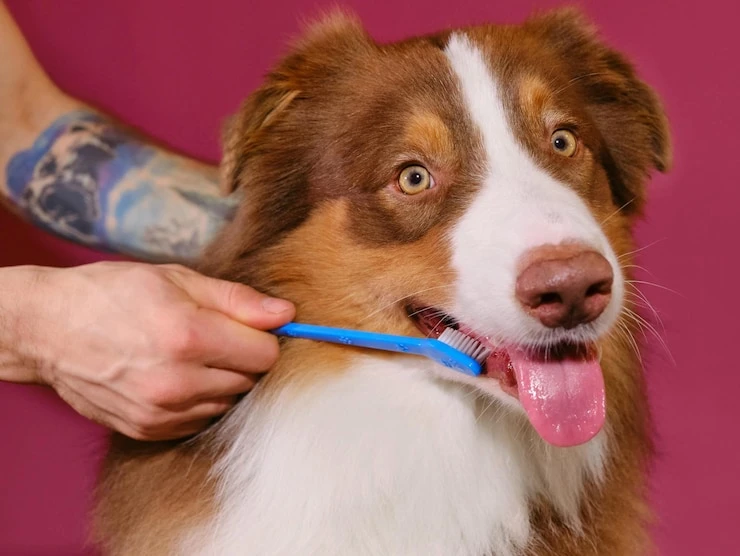 Imagem ilustrativa de Dentista para cachorro em Curitiba