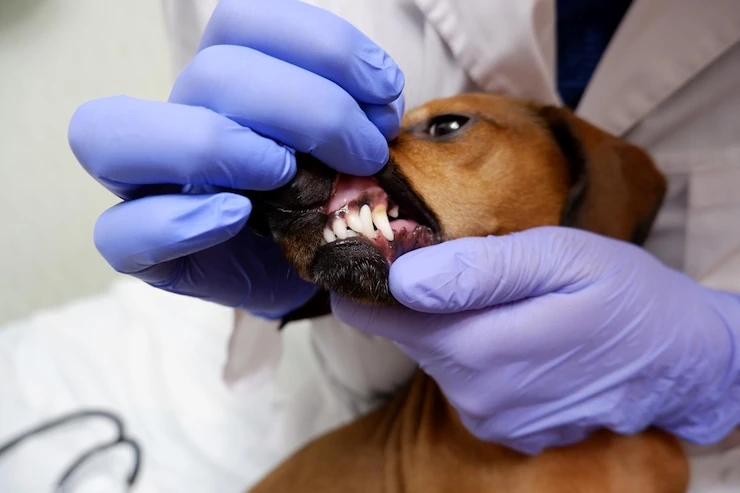 Escova de dente para cachorro pequeno em Curitiba
