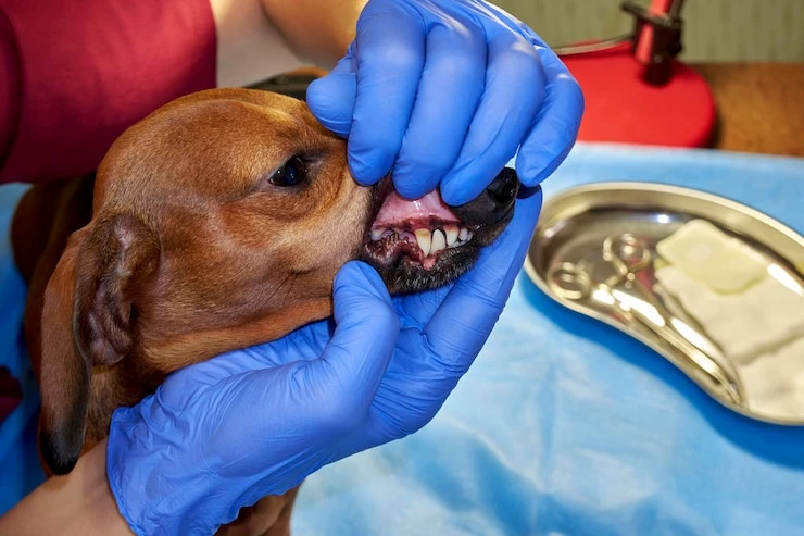 Especialista em canal dente de cachorro