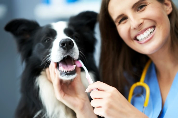 Limpeza de tartaro cachorro preço