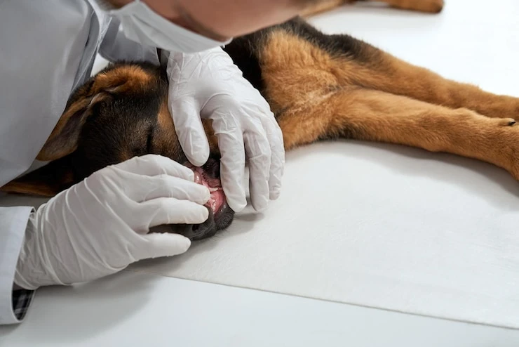 Mau hálito em cachorro no Paraná