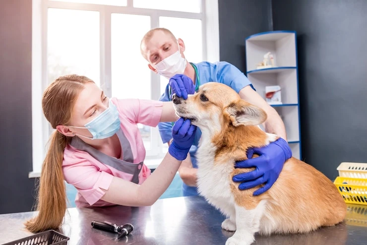 Mau hálito cães em Curitiba