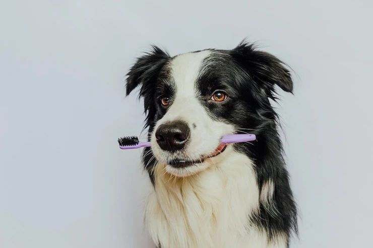 Imagem ilustrativa de Odontologia para cachorro