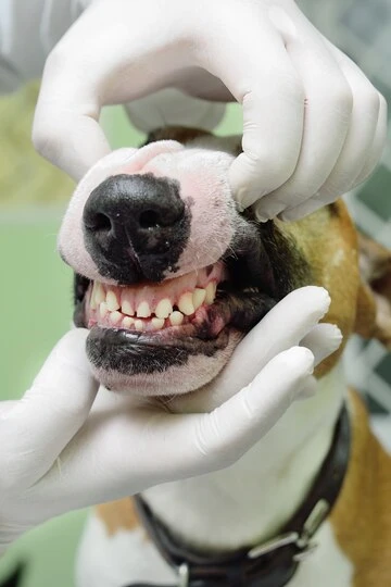 Raspagem dente cachorro