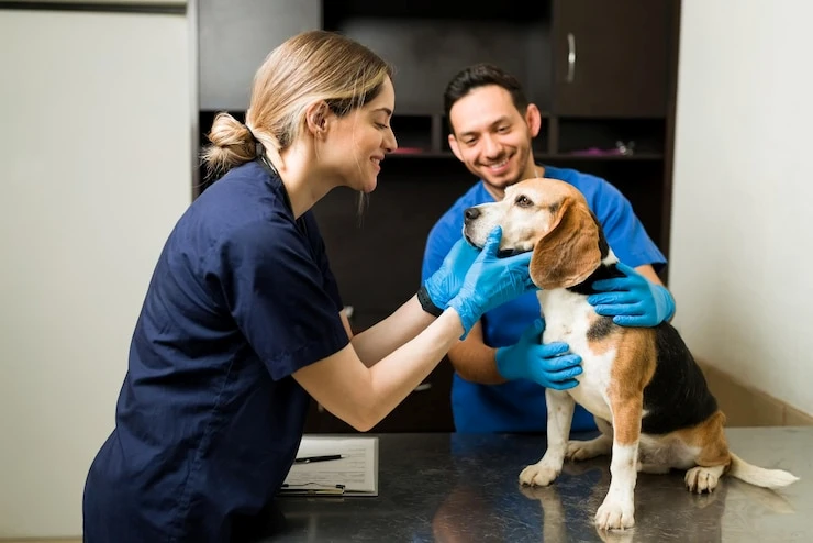 Tirar tartaro do dente do cachorro