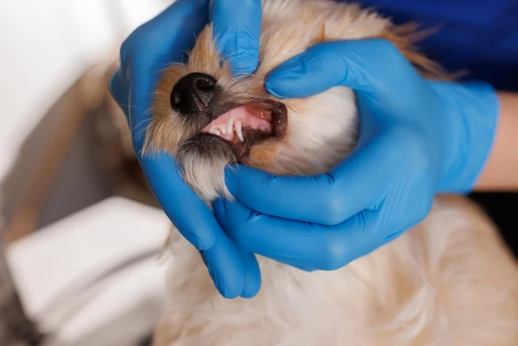 Valor de limpeza de dente de cachorro em Curitiba